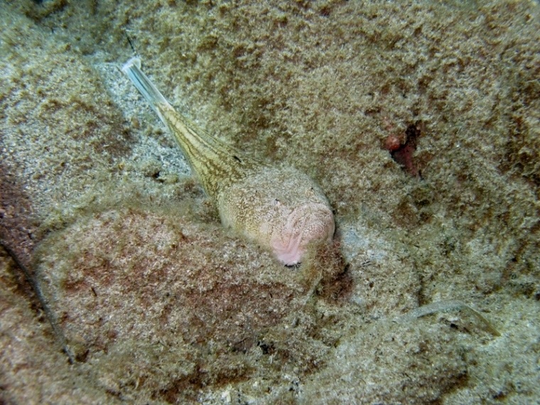 Uranoscopus scaber (Pesce prete)